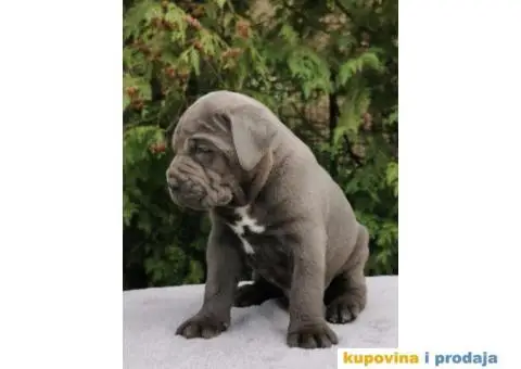 CANE CORSO štenci - 1/12
