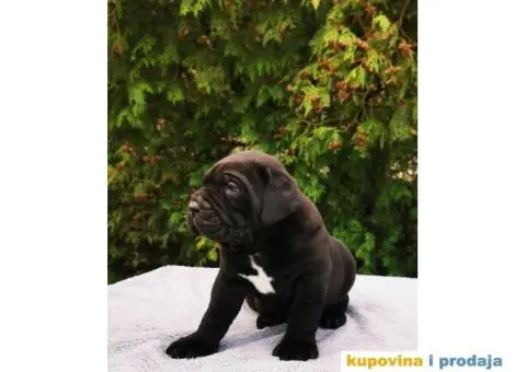 CANE CORSO štenci - 2/12