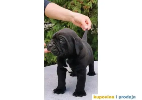 CANE CORSO štenci - 3/12