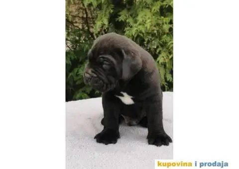 CANE CORSO štenci - 5/12