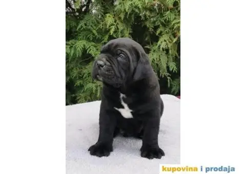 CANE CORSO štenci - 6/12