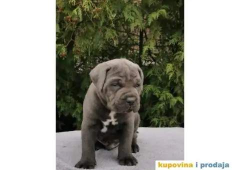CANE CORSO štenci - 7/12