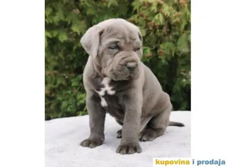 CANE CORSO štenci - 8/12