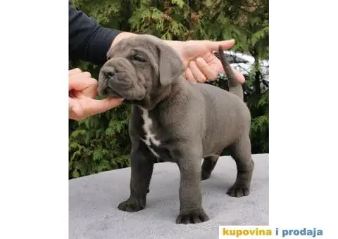 CANE CORSO štenci - 9/12