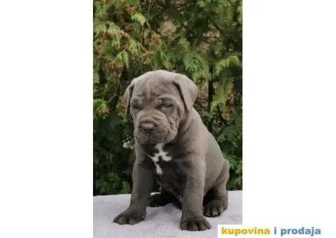 CANE CORSO štenci - 10/12