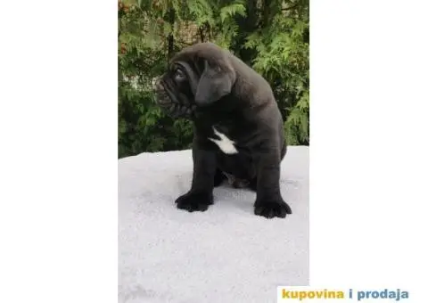 CANE CORSO štenci - 11/12