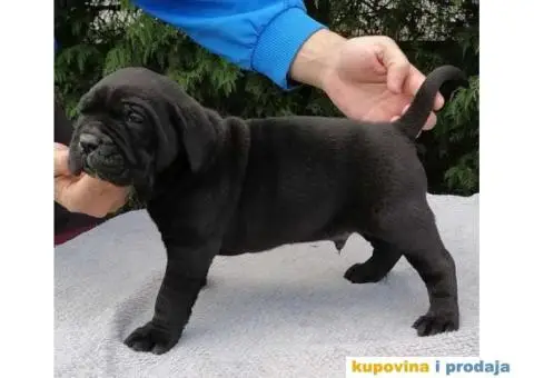 CANE CORSO štenci - 12/12
