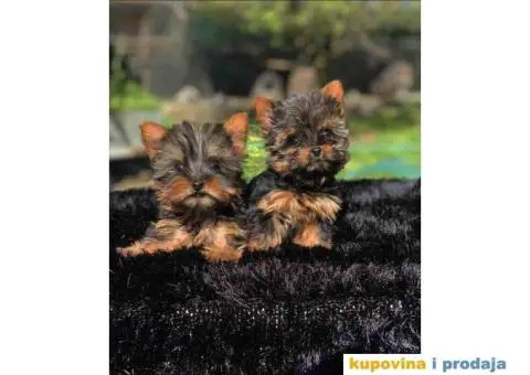 Mini mini jorki spremni za preuzimanje sa kompletnom dokumentacijom - 1/10