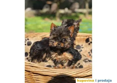 Mini mini jorki spremni za preuzimanje sa kompletnom dokumentacijom - 2/10