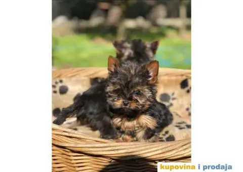 Mini mini jorki spremni za preuzimanje sa kompletnom dokumentacijom - 3/10