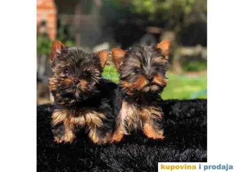 Mini mini jorki spremni za preuzimanje sa kompletnom dokumentacijom - 4/10