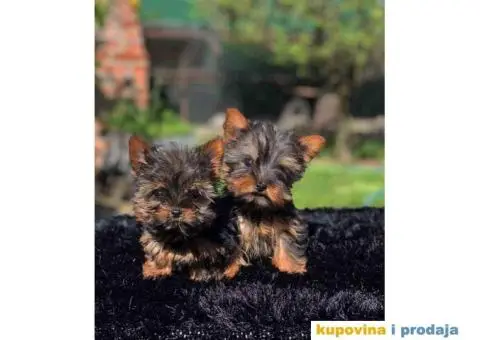 Mini mini jorki spremni za preuzimanje sa kompletnom dokumentacijom - 7/10