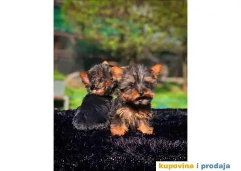 Mini mini jorki spremni za preuzimanje sa kompletnom dokumentacijom - 8/10