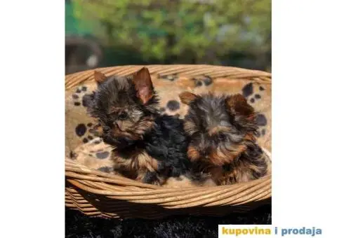 Mini mini jorki spremni za preuzimanje sa kompletnom dokumentacijom - 9/10