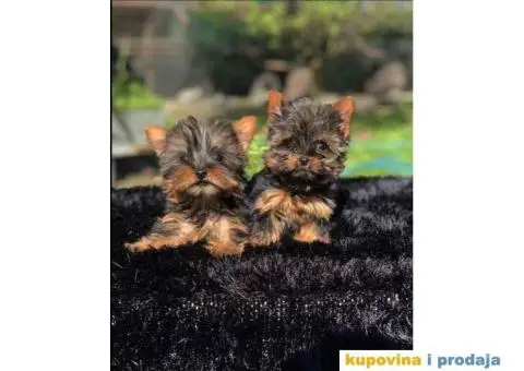 Mini mini jorki spremni za preuzimanje sa kompletnom dokumentacijom - 10/10