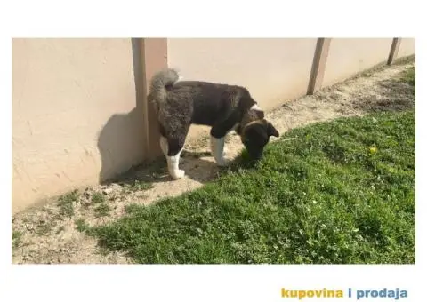 Američka Akita štene - 1/8