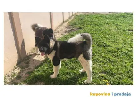 Američka Akita štene - 2/8