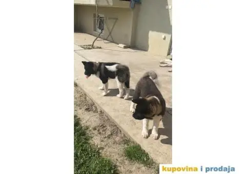 Američka Akita štene - 3/8