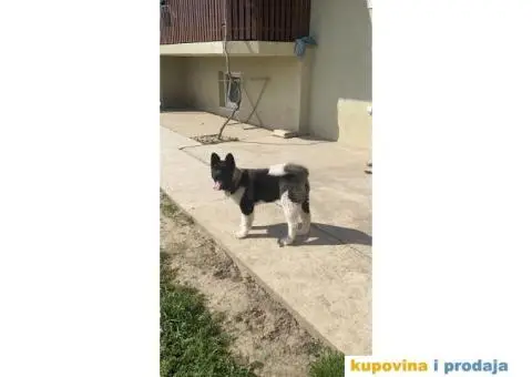 Američka Akita štene - 4/8