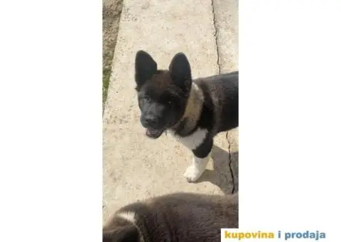 Američka Akita štene - 5/8