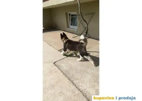 Američka Akita štene - 6/8