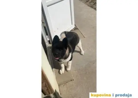 Američka Akita štene - 7/8