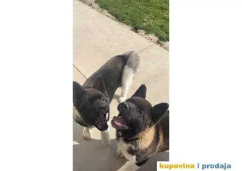 Američka Akita štene - 8/8