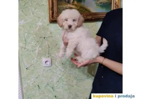 Patuljasta Pudla - 1/6