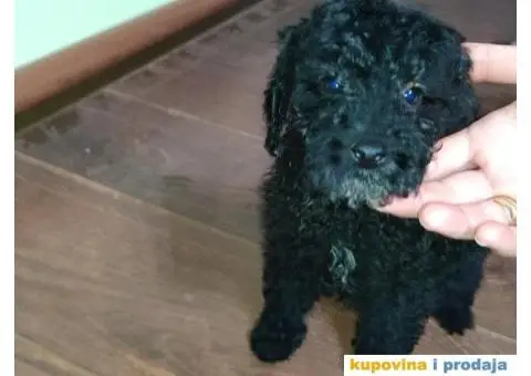 Patuljasta Pudla - 2/6