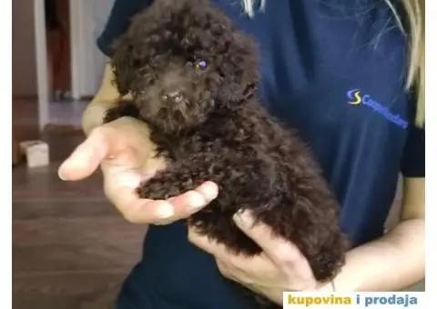 Patuljasta Pudla - 3/6