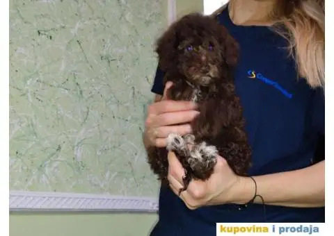 Patuljasta Pudla - 4/6