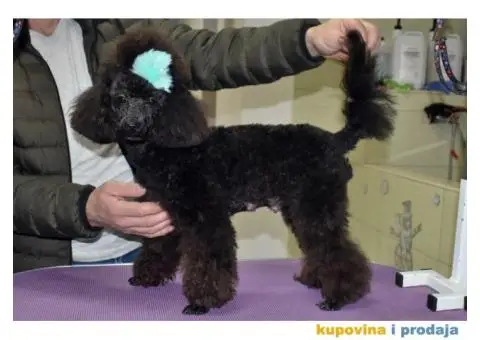 Patuljasta Pudla - 5/6