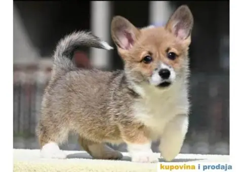 Velški Welski korgi - 1/5