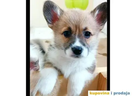 Velški Welski korgi - 2/5