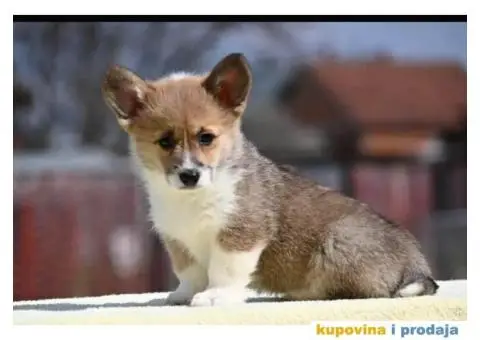 Velški Welski korgi - 3/5