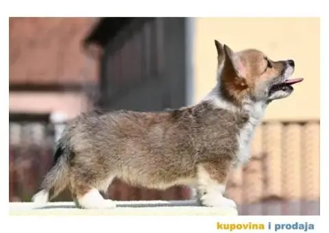 Velški Welski korgi - 4/5