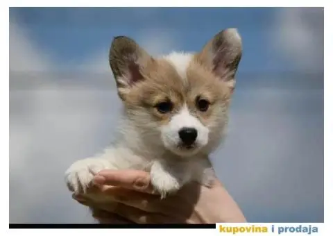 Velški Welski korgi - 5/5