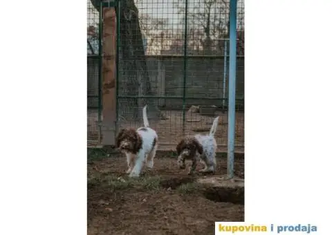 Lagoto Romanjolo štenci - 3/12