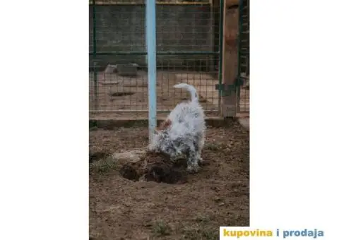 Lagoto Romanjolo štenci - 5/12