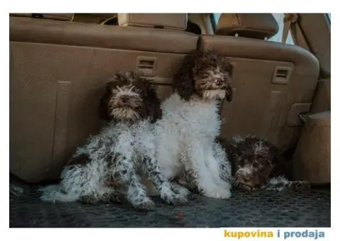 Lagoto Romanjolo štenci - 6/12