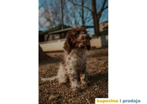 Lagoto Romanjolo štenci - 8/12