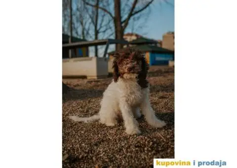 Lagoto Romanjolo štenci - 9/12