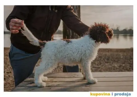 Lagoto Romanjolo štenci - 10/12