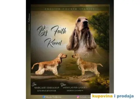 Engleski koker spanijeli iz odgajivacnice - 1/8