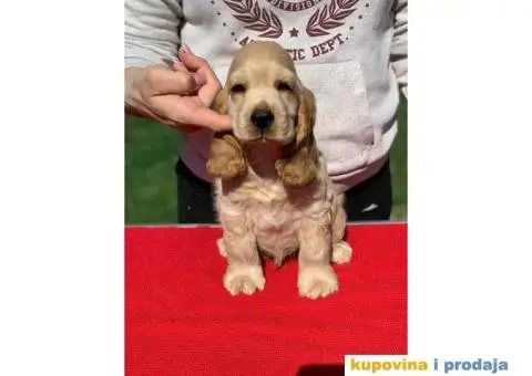 Engleski koker spanijeli iz odgajivacnice - 2/8