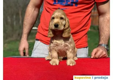 Engleski koker spanijeli iz odgajivacnice - 3/8