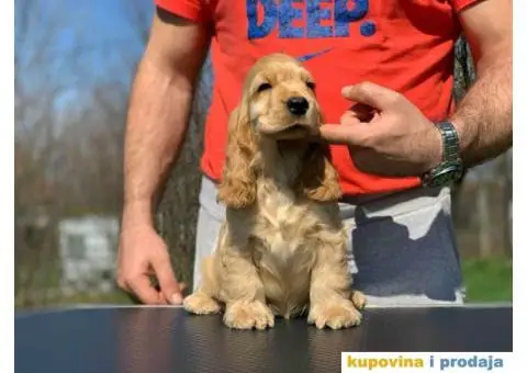 Engleski koker spanijeli iz odgajivacnice - 4/8