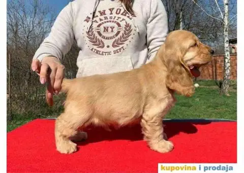 Engleski koker spanijeli iz odgajivacnice - 5/8