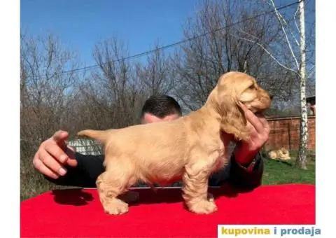 Engleski koker spanijeli iz odgajivacnice - 6/8