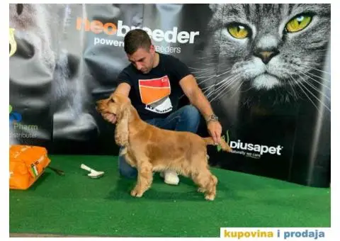 Engleski koker spanijeli iz odgajivacnice - 7/8